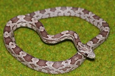 Colubrids kaufen und verkaufen Photo: Kornnattern / Corn snakes (Pantherophis guttatus)