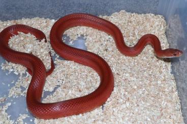 Nattern ungiftige kaufen und verkaufen Foto: Kornnattern / Corn snakes (Pantherophis guttatus) Nattern ungiftige kaufen und verkaufen Foto: Kornnattern / Corn snakes (Pantherophis guttatus)