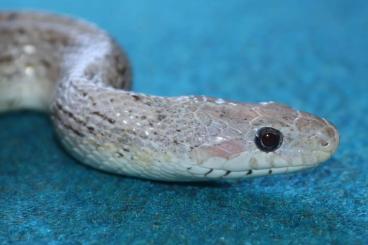 Colubrids kaufen und verkaufen Photo: Kornnattern / Corn snakes (Pantherophis guttatus) Colubrids kaufen und verkaufen Photo: Kornnattern / Corn snakes (Pantherophis guttatus)