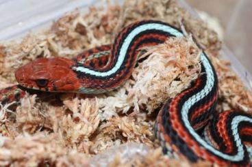 Nattern ungiftige kaufen und verkaufen Foto: Pair of Thamnophis sirtalis tetrataenia for sale Nattern ungiftige kaufen und verkaufen Foto: Pair of Thamnophis sirtalis tetrataenia for sale