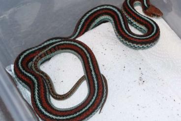 Colubrids kaufen und verkaufen Photo: Pair of Thamnophis sirtalis tetrataenia for sale Colubrids kaufen und verkaufen Photo: Pair of Thamnophis sirtalis tetrataenia for sale