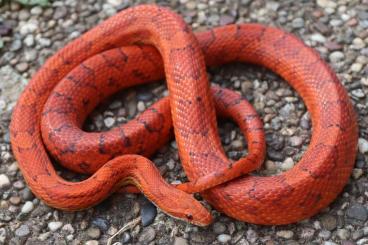 Nattern ungiftige kaufen und verkaufen Photo: Kornnattern / Corn snakes (Pantherophis guttatus) Nattern ungiftige kaufen und verkaufen Photo: Kornnattern / Corn snakes (Pantherophis guttatus)