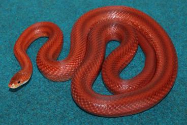 Nattern ungiftige kaufen und verkaufen Foto: Kornnattern / Corn snakes (Pantherophis guttatus) Nattern ungiftige kaufen und verkaufen Foto: Kornnattern / Corn snakes (Pantherophis guttatus)