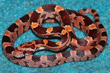 Nattern ungiftige  kaufen und verkaufen Photo: Pantherophis guttatus / Kornnattern / Corn Snakes CB2025 