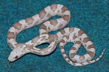 Colubrids kaufen und verkaufen Photo: Kornnattern / Corn snakes (Pantherophis guttatus) CB2023 