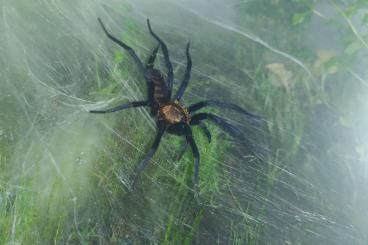 Spinnen und Skorpione kaufen und verkaufen Foto: Linothele fallax Nachzuchten