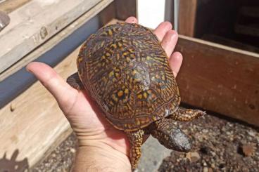 Turtles and Tortoises kaufen und verkaufen Photo: Terrapene carolina carolina.