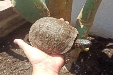 Sumpfschildkröten kaufen und verkaufen Foto: Terrapene carolina carolina male full adult.