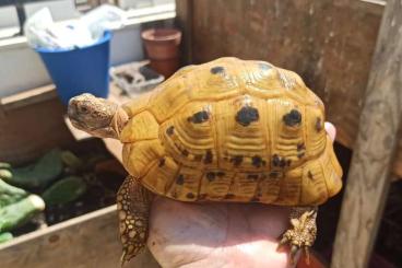 Sumpfschildkröten kaufen und verkaufen Foto: Testudo graeca terrestris 0.2