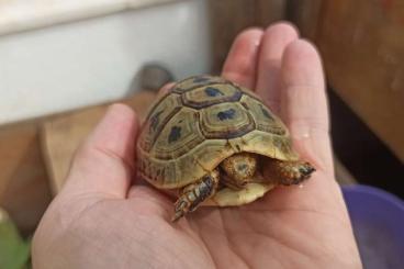 Sumpfschildkröten kaufen und verkaufen Foto: Testudo graeca graeca 2020