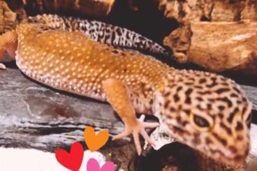 Geckos kaufen und verkaufen Foto: Leopardgecko 3 Weibchen abzugeben 