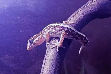 Lizards kaufen und verkaufen Photo: Paroedura picta, adult male