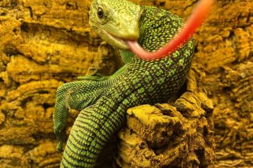 Monitor lizards kaufen und verkaufen Photo: 1.0 Varanus Prasinus for sale Monitor lizards kaufen und verkaufen Photo: 1.0 Varanus Prasinus for sale