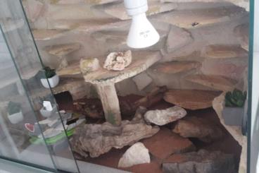 Echsen  kaufen und verkaufen Foto: Leopard geckos 2 stück männlich und weiblich ca 7 Jahre alt