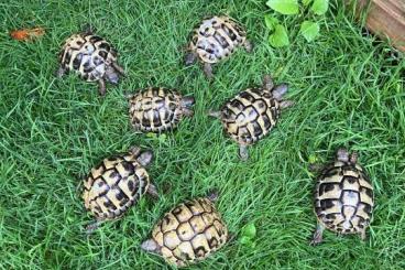 Landschildkröten kaufen und verkaufen Foto: Griechische Landschildkröten (THB) 