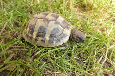 Landschildkröten kaufen und verkaufen Foto: Griechische Landschildkröten (Thb) aus 2018