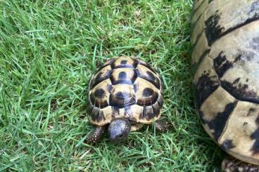 Landschildkröten kaufen und verkaufen Foto: Griechische Landschildkröten (Thb) aus 2018