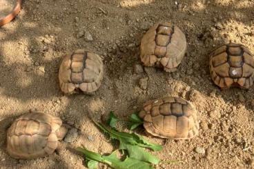 Landschildkröten kaufen und verkaufen Foto: Ägyptische Landschildkröten Testudo kleinmanni 