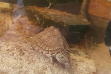 Schildkröten  kaufen und verkaufen Foto: Per verona 3 ottobre 2021