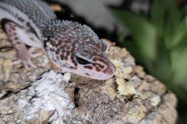 Geckos kaufen und verkaufen Photo: 0.1 MSS Black Night Leopardgecko