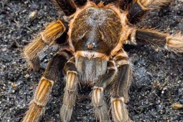 Spinnen und Skorpione kaufen und verkaufen Foto: Wir bieten folgende Tiere... Spinnen und Skorpione kaufen und verkaufen Foto: Wir bieten folgende Tiere...