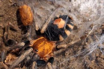 Spinnen und Skorpione kaufen und verkaufen Foto: Folgende Achtbeiner suchen ein Zuhause... Spinnen und Skorpione kaufen und verkaufen Foto: Folgende Achtbeiner suchen ein Zuhause...