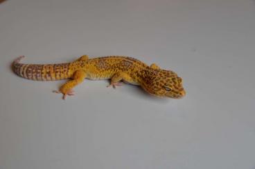 Geckos kaufen und verkaufen Foto: Leopardgeckos - 2 Männliche Giant, 5 Weibchen  