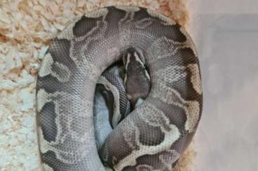 Ball Pythons kaufen und verkaufen Photo: Python regius  Abzugeben 