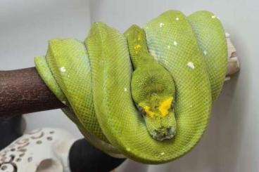 Pythons kaufen und verkaufen Foto: 1.0 Biak  no Holdback,   wegen Männer Überschuss 