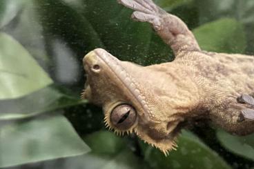Geckos kaufen und verkaufen Foto: Kronengecko inklusive Terrarium 