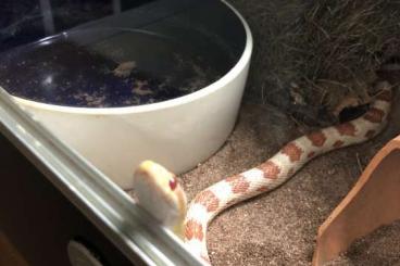 Snakes kaufen und verkaufen Photo: Kornnatter ca 5 Jahre weiblich