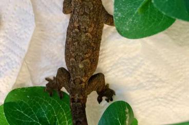 Geckos kaufen und verkaufen Photo: Flechtengecko 1.0 37g verkaufen