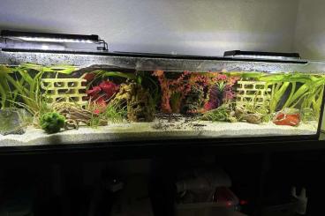 tanks kaufen und verkaufen Photo: Aquarium 120*35*30 Mit oder ohne Einrichtung (Keine MOLCHE )