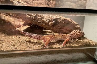 Geckos kaufen und verkaufen Foto: Zwei Leopardgeckos inkl. Terrarium abzugeben