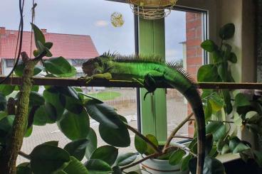 other lizards kaufen und verkaufen Photo: Leguan Iguana weiblich gesucht 