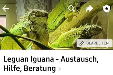 andere Echsen kaufen und verkaufen Foto: Grüner Leguan Iguana iguana 