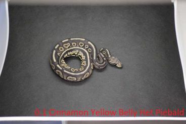 Ball Pythons kaufen und verkaufen Photo: 11 Königspython zur Abgabe für 1000€ Ball Pythons kaufen und verkaufen Photo: 11 Königspython zur Abgabe für 1000€