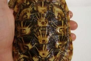 Schildkröten  kaufen und verkaufen Foto: 1.0 Malacochersus tornieri CB 2013 male pancake-turtle
