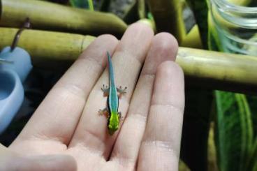 Geckos kaufen und verkaufen Foto: 0.0.2 Klemmeri (2x Jungtiere 06/2021, Phelsuma)