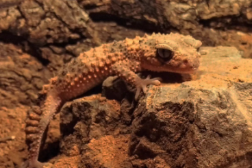 Geckos kaufen und verkaufen Photo: Nephrurus cinctus mâle dispo