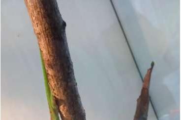 Geckos kaufen und verkaufen Photo: 3 Stück Madagaskar Taggeckos (6 Monate)