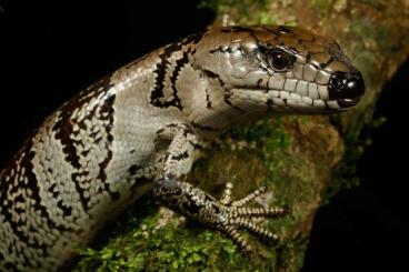 Lizards kaufen und verkaufen Photo: Cyclodomorphus guerrardii