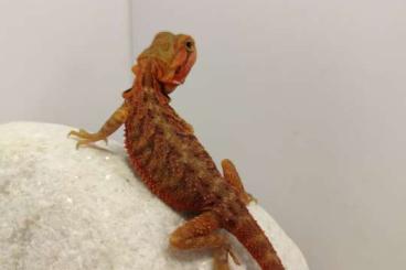 Bearded dragons kaufen und verkaufen Photo: Dragones barbudos disponibles