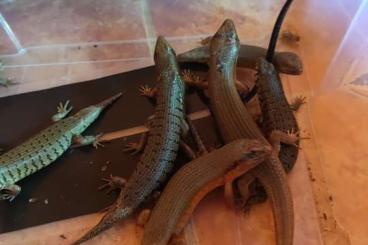 Lizards kaufen und verkaufen Photo: Trachylepis dichroma 5.5.