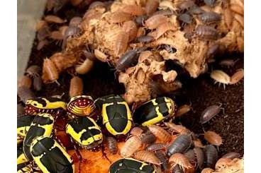 Insekten kaufen und verkaufen Foto: Pachnoda sinuata Südafrikanischer Fruchtkäfer