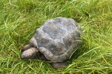 Schildkröten  kaufen und verkaufen Foto: Aldabrachelys gigantea 2018