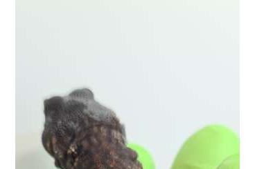 Echsen kaufen und verkaufen Foto: 0.0.1 Uromastyx Dispar Flavifasciata CB08.24 Echsen kaufen und verkaufen Foto: 0.0.1 Uromastyx Dispar Flavifasciata CB08.24
