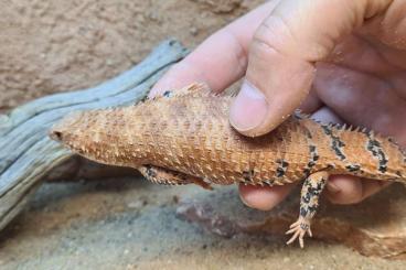 Lizards kaufen und verkaufen Photo: 0.1 Egernia Epsisolus CB'19 Lizards kaufen und verkaufen Photo: 0.1 Egernia Epsisolus CB'19