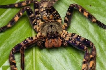 Spinnen und Skorpione kaufen und verkaufen Foto: Suche  Heteropoda Lunala 