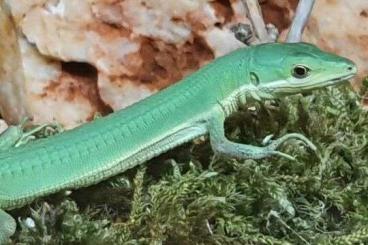Lizards kaufen und verkaufen Photo: Suche Smaragd Langschwanzeidechse //Takydromus smaragdinus